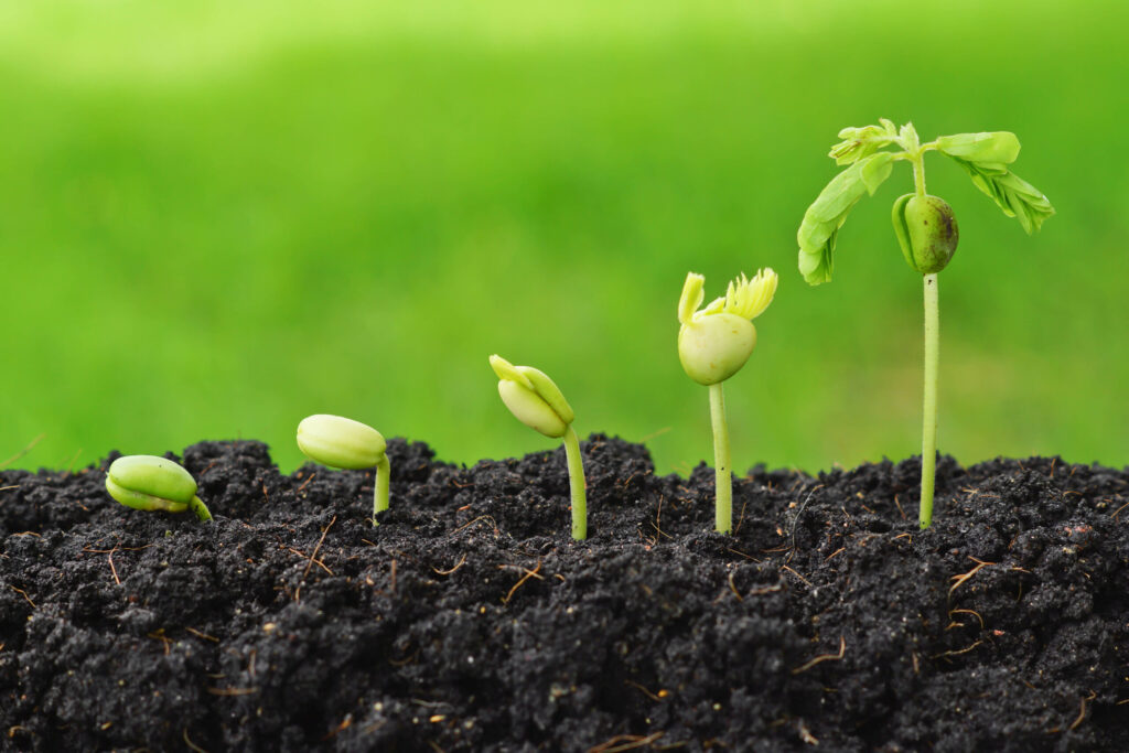 Illustratie van de groei van een plantje, van kiemfase tot een klein plantje met opengeklapte blaadjes als symbool voor persoonlijke ontwikkeling en groei.